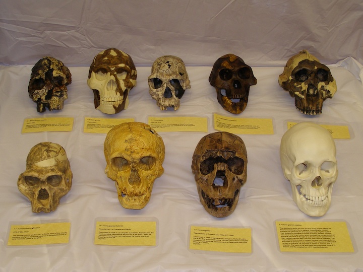 Hominid Skulls (ONLY TRAINED TEACHERS CAN RESERVE THIS KIT)