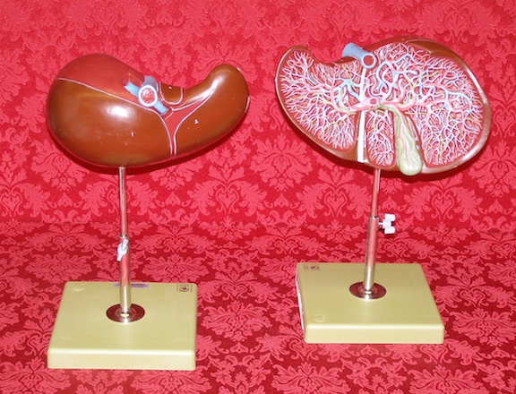 Liver Model