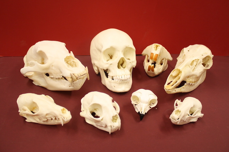 Comparative Skulls (ONLY  TRAINED TEACHERS CAN RESERVE THIS KIT)